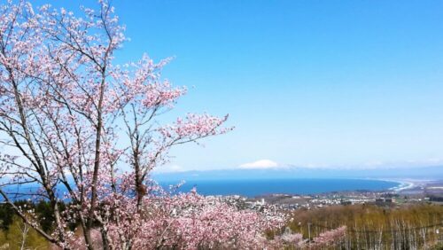 天都山の桜