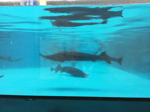 標津サーモン科学館のチョウザメの水槽