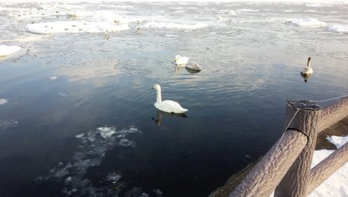 涛沸湖の流氷と白鳥02