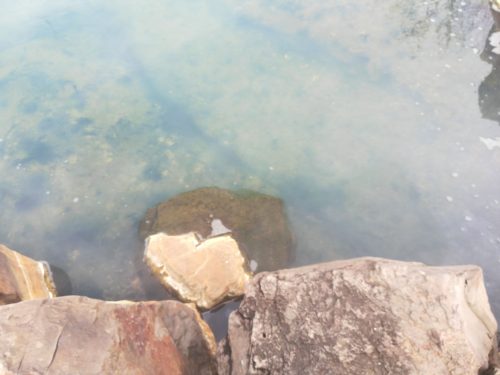 池の湯の湯舟の藻