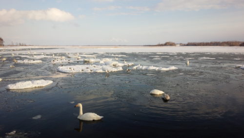 涛沸湖の流氷と白鳥