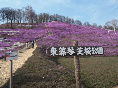 東藻琴の芝桜公園