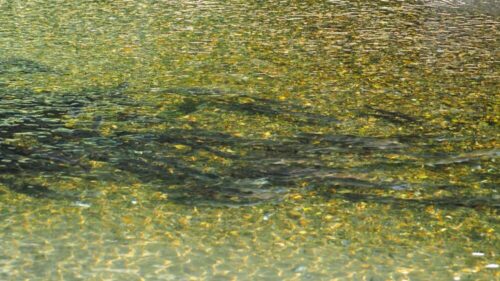 遠音別川を遡上する鮭