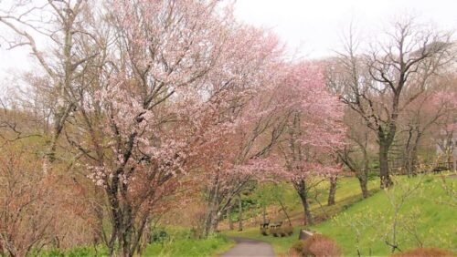 春採湖の桜並木