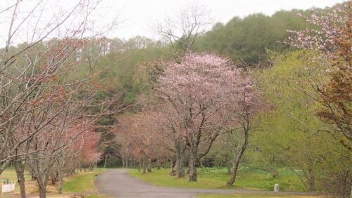 別保公園の桜並木